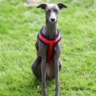 whippet harness for sale