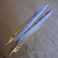 macaw tail feathers for sale