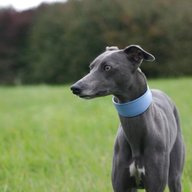 whippet blue for sale