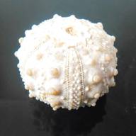 echinoid for sale