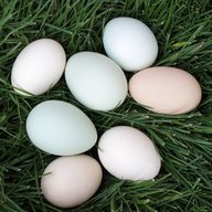 bantam eggs for sale