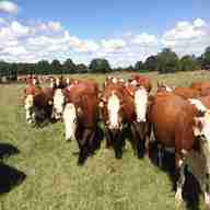 hereford cow for sale