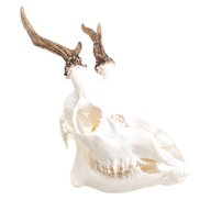 roe deer skull for sale
