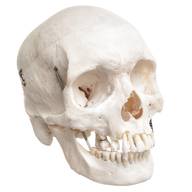 real skull for sale