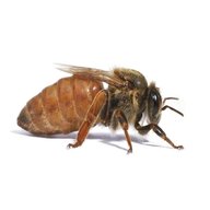 queen bee for sale