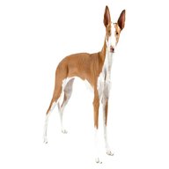 ibizan hound for sale