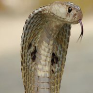 cobra for sale