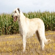 wolfhound dog for sale