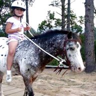 pony reins for sale
