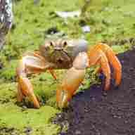 land crab for sale