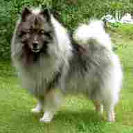 keeshond for sale