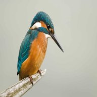 kingfisher for sale