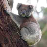 koala for sale