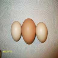 silkie eggs for sale