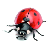 ladybird for sale