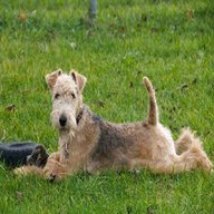 lakeland terrier for sale