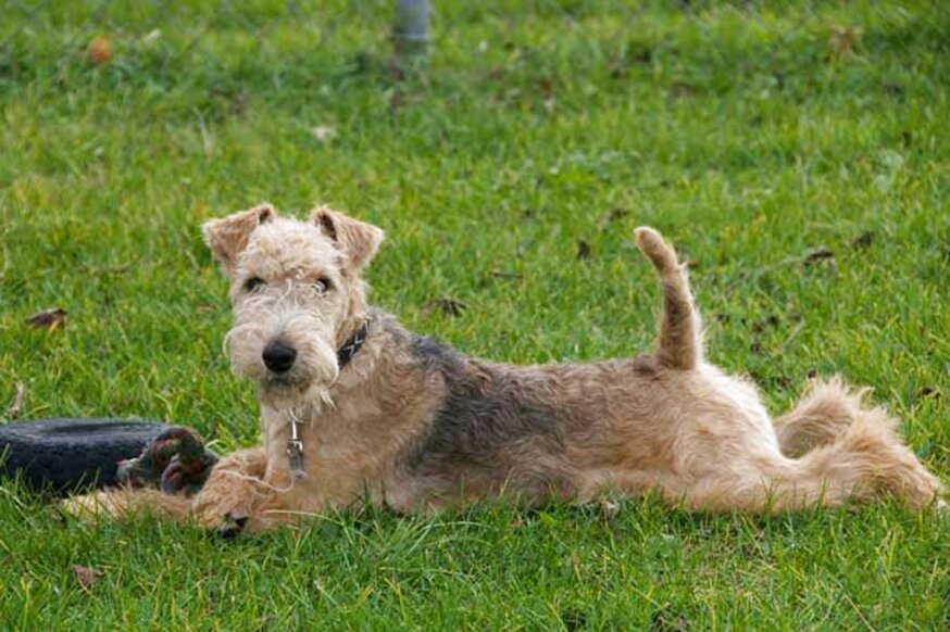 preloved lakeland terrier