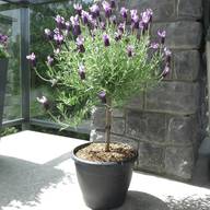 lavender trees for sale