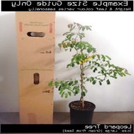 saplings for sale