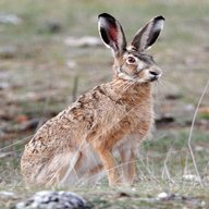 large hare for sale