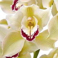 orchids cymbidium for sale
