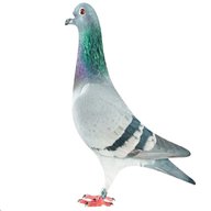 pigeon racing for sale