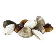 live clams for sale