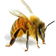 live bees for sale