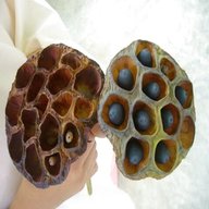 lotus seeds for sale