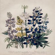 large botanical prints for sale