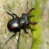 stag beetle for sale