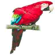 pirates parrot for sale