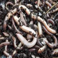 lob worms for sale