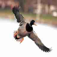 flying ducks for sale