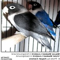 love birds for sale