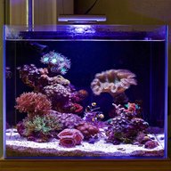 nano reef for sale