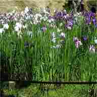 japanese iris for sale