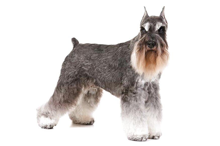 Miniature Schnauzer Dog for sale in UK | View 80 bargains
