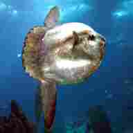 mola for sale