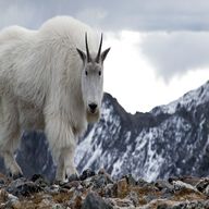mountain goat for sale
