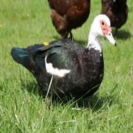 duck hatching eggs muscovy for sale