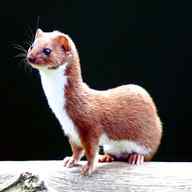 weasel for sale