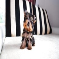 teacup yorkshire terrier puppies for sale