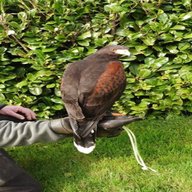 male harris hawk for sale