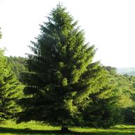 spruce tree for sale