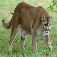 mountain lion for sale