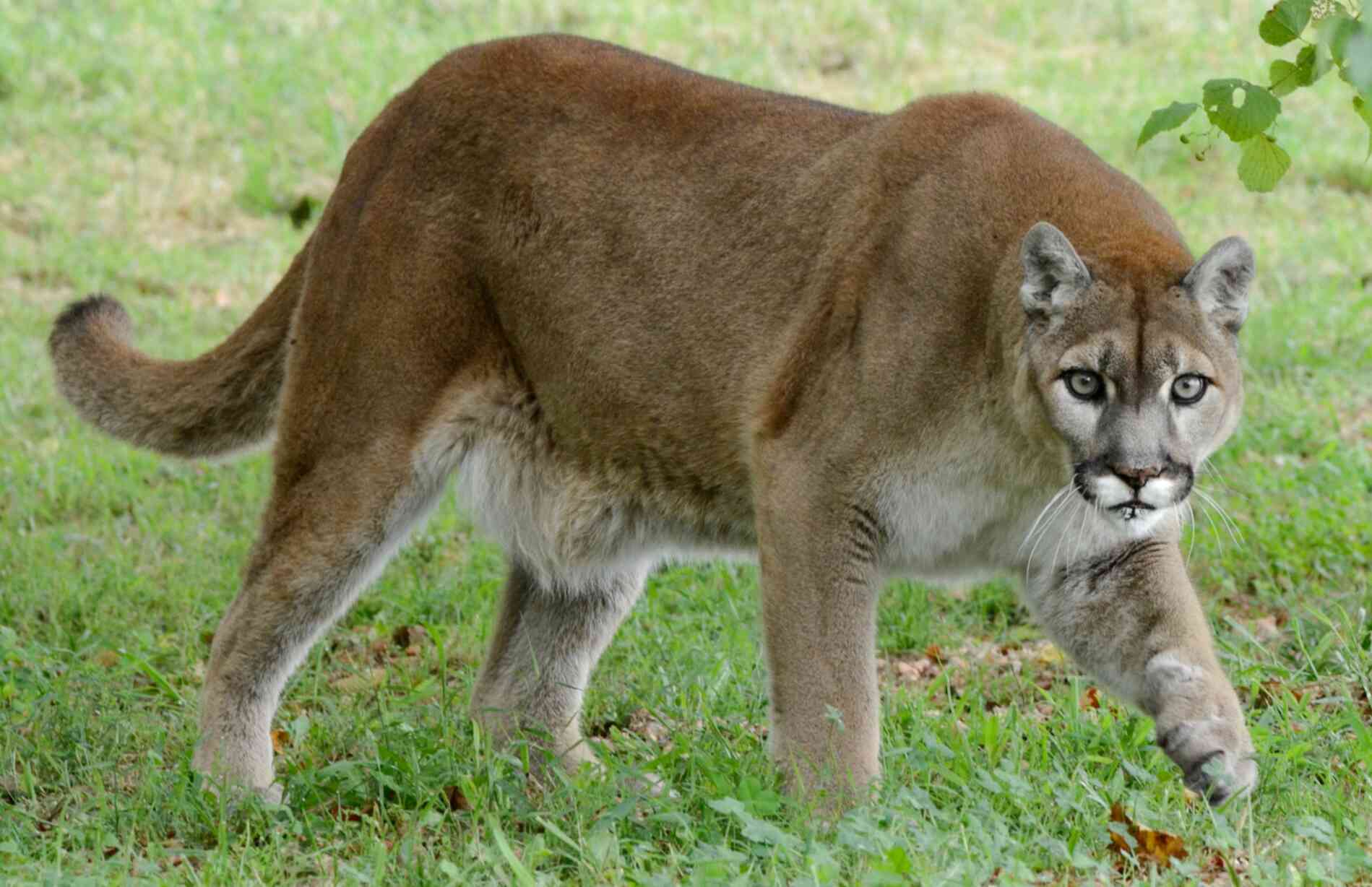 Mountain Lion for sale in UK | 64 used Mountain Lions