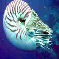 chambered nautilus for sale