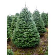 fir tree for sale