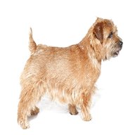 norfolk terrier for sale
